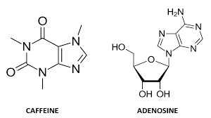 Caffeine vs Adenosine molecular structure comparison